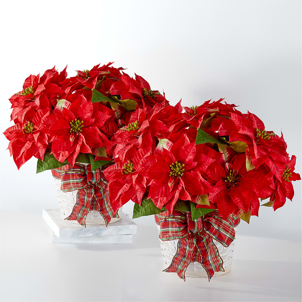 Happiest Holidays Poinsettia Bundle – SHINKLES' FLOWER SHOP & GREENHOUSE, Temperance MI