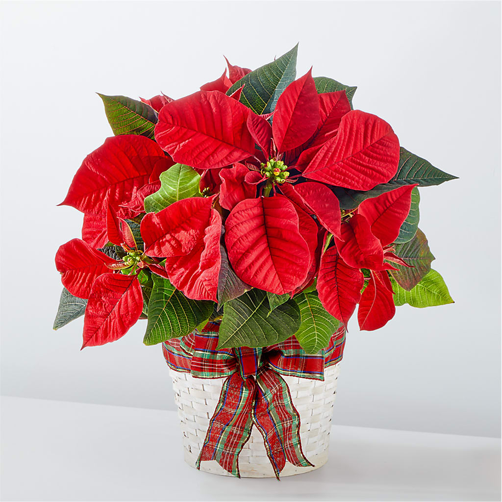 Happiest Holidays Poinsettia – SHINKLES' FLOWER SHOP & GREENHOUSE, Temperance MI