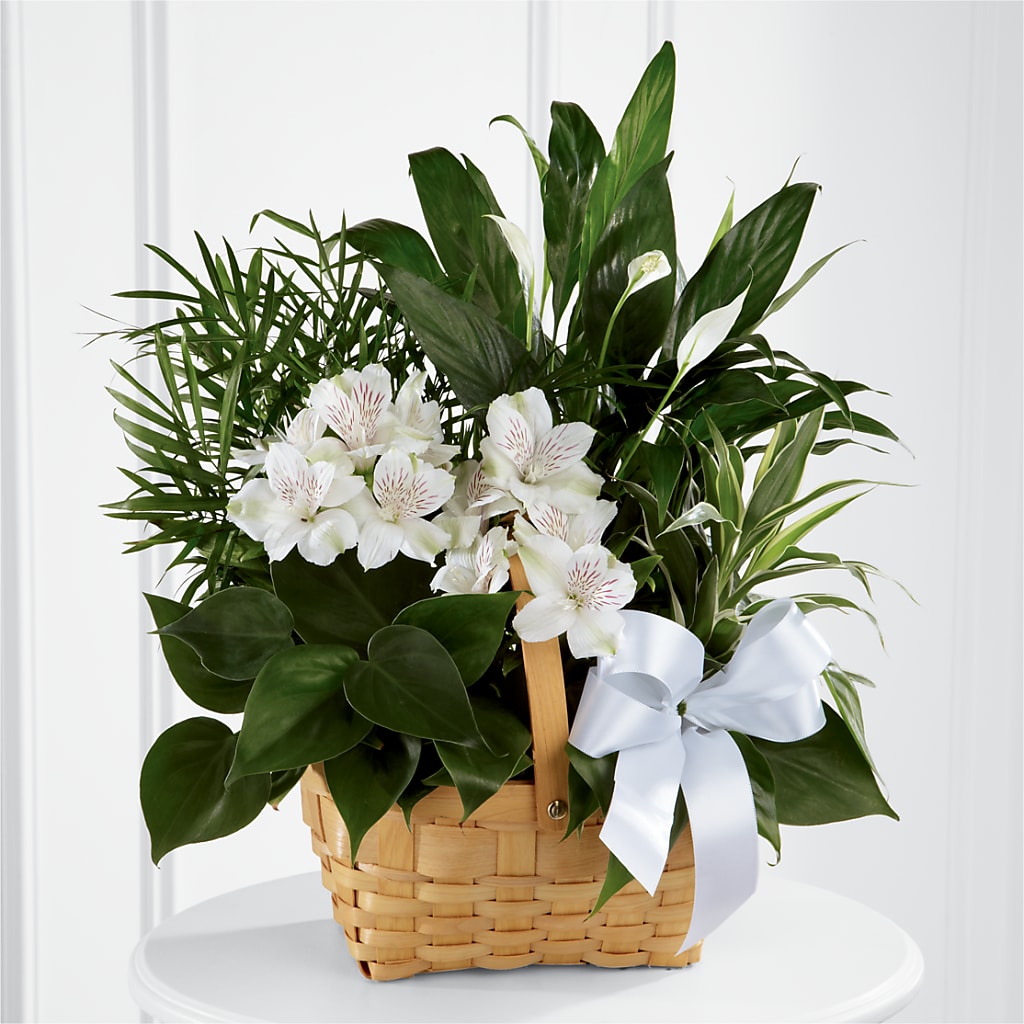 Peace & Serenity Dishgarden – SHINKLES' FLOWER SHOP & GREENHOUSE, Temperance MI