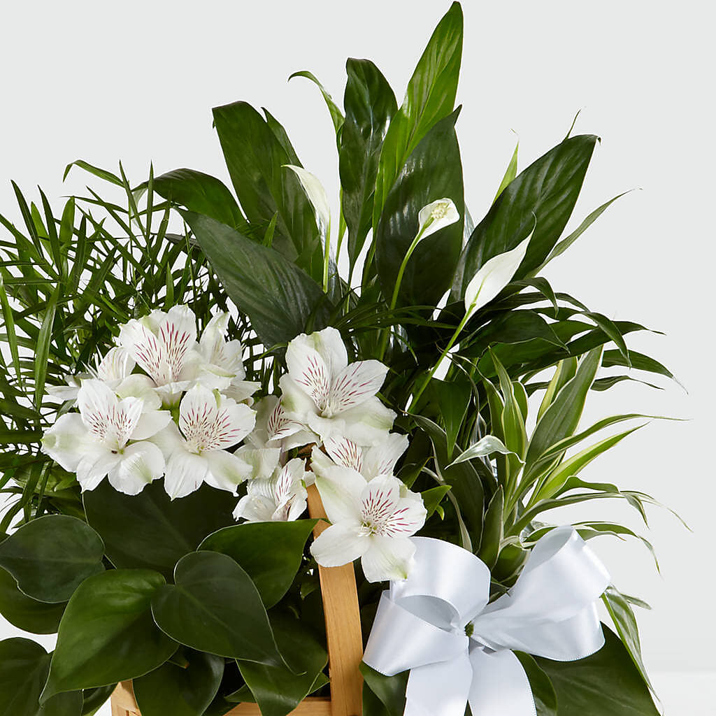 Peace & Serenity Dishgarden – SHINKLES' FLOWER SHOP & GREENHOUSE, Temperance MI