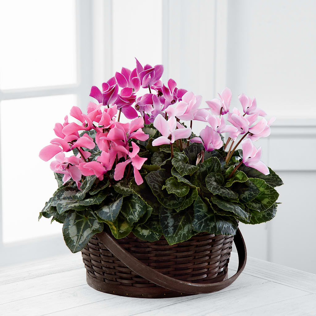 Mixed Cyclamen Planter – SHINKLES' FLOWER SHOP & GREENHOUSE, Temperance MI