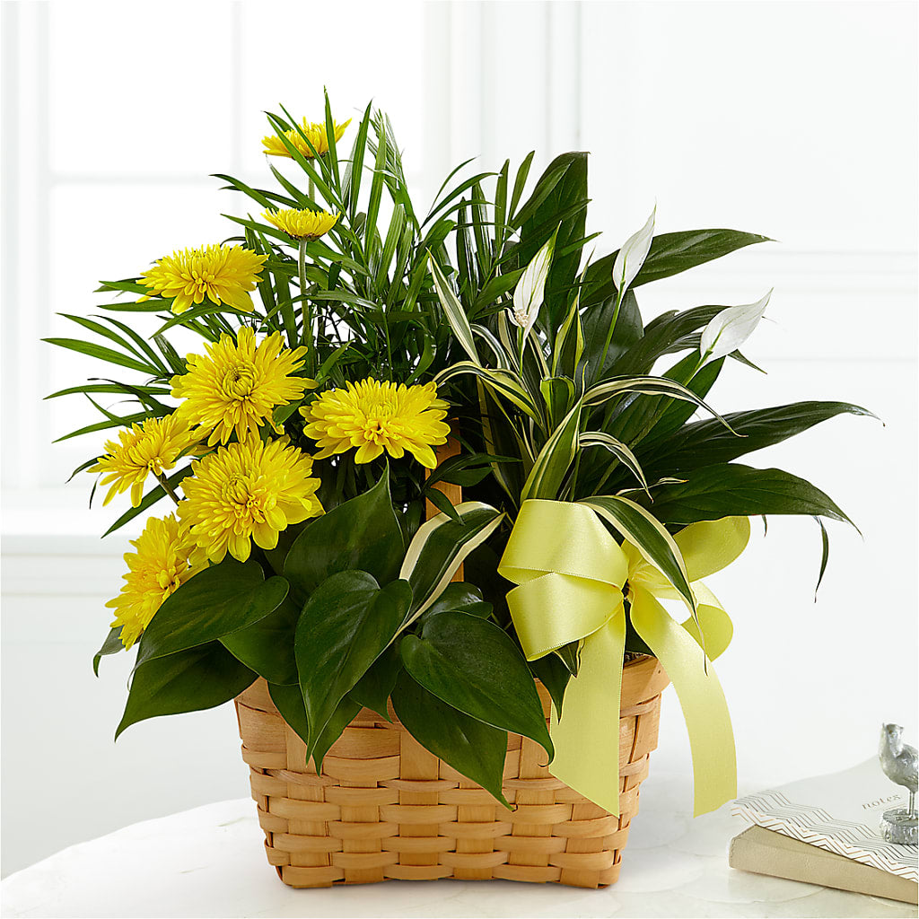 Loving Light Dishgarden – SHINKLES' FLOWER SHOP & GREENHOUSE, Temperance MI