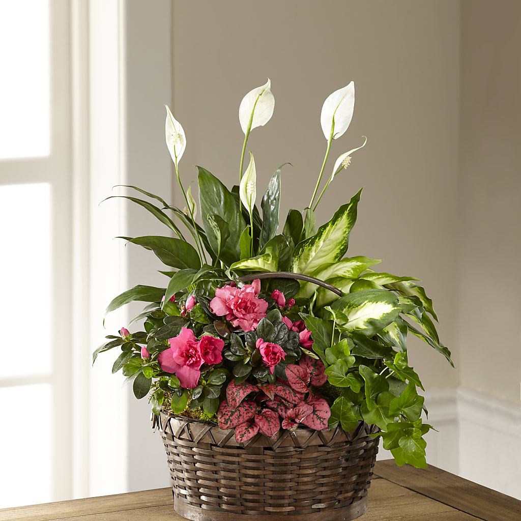 Dream in Pink Dishgarden – SHINKLES' FLOWER SHOP & GREENHOUSE, Temperance MI