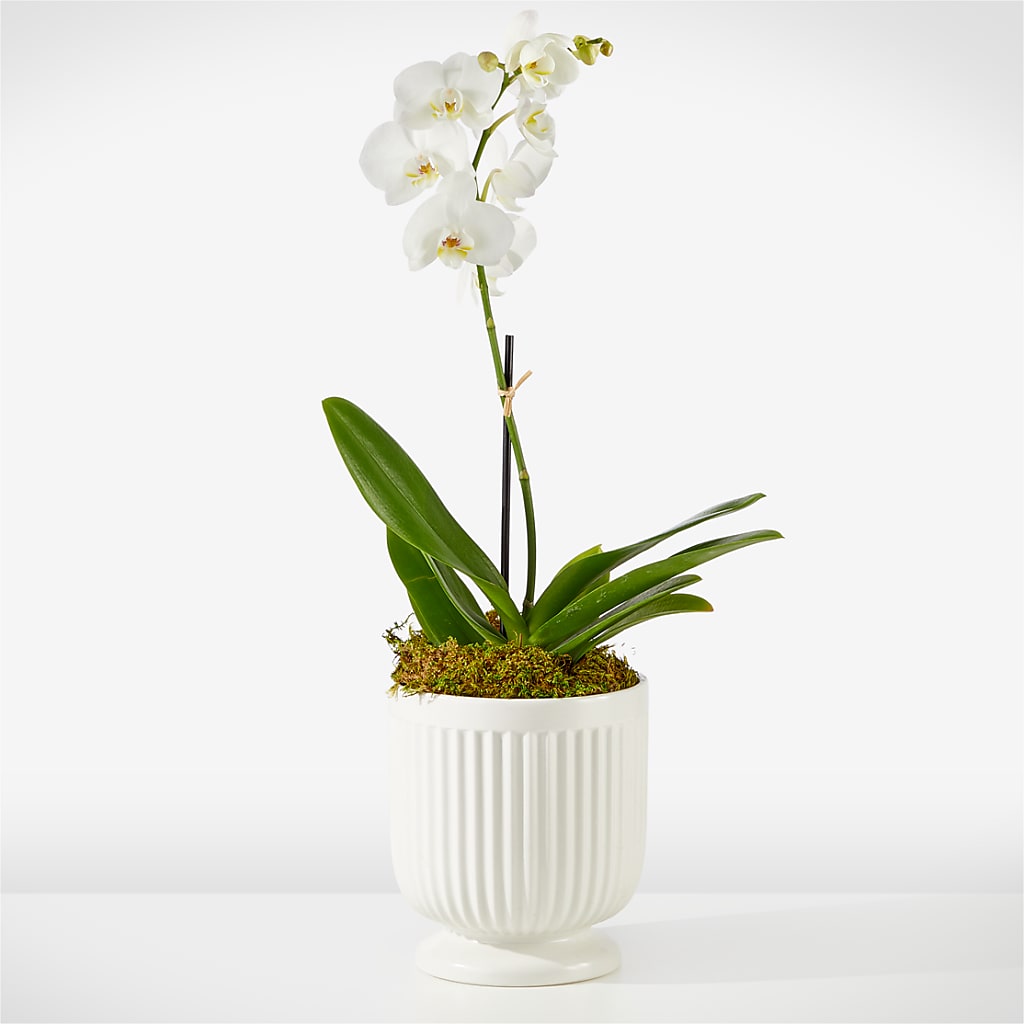 Whispering White Orchid – SHINKLES' FLOWER SHOP & GREENHOUSE, Temperance MI