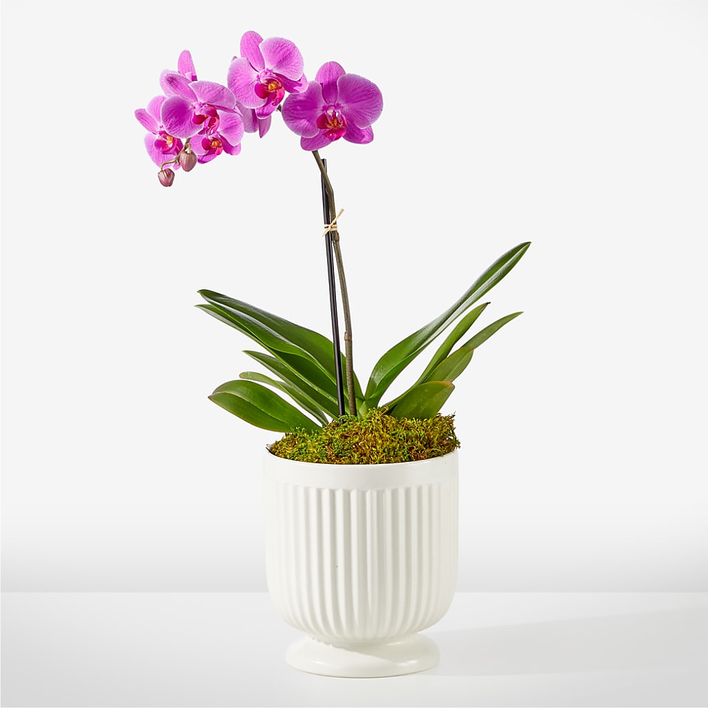 Friendly Fuchsia Orchid – SHINKLES' FLOWER SHOP & GREENHOUSE, Temperance MI