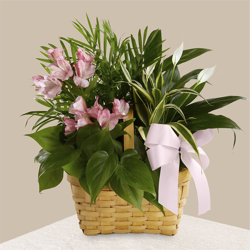 Living Spirit Dishgarden – SHINKLES' FLOWER SHOP & GREENHOUSE, Temperance MI