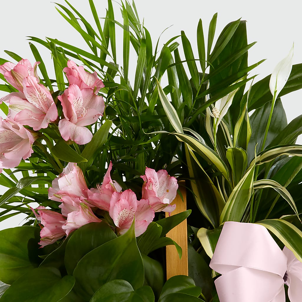 Living Spirit Dishgarden – SHINKLES' FLOWER SHOP & GREENHOUSE, Temperance MI