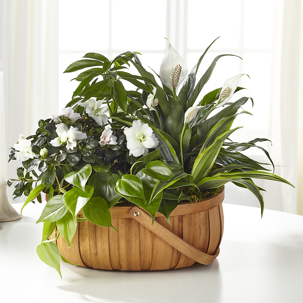 Serene Dishgarden – SHINKLES' FLOWER SHOP & GREENHOUSE, Temperance MI