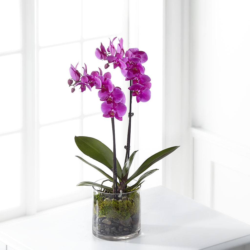 Pink Orchid Plant – SHINKLES' FLOWER SHOP & GREENHOUSE, Temperance MI