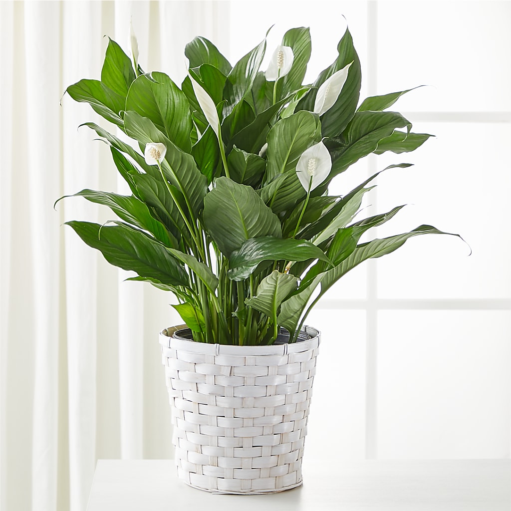 A New Leaf Peace Lily – SHINKLES' FLOWER SHOP & GREENHOUSE, Temperance MI