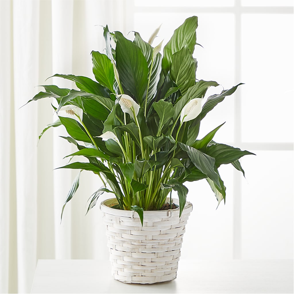 A New Leaf Peace Lily – SHINKLES' FLOWER SHOP & GREENHOUSE, Temperance MI