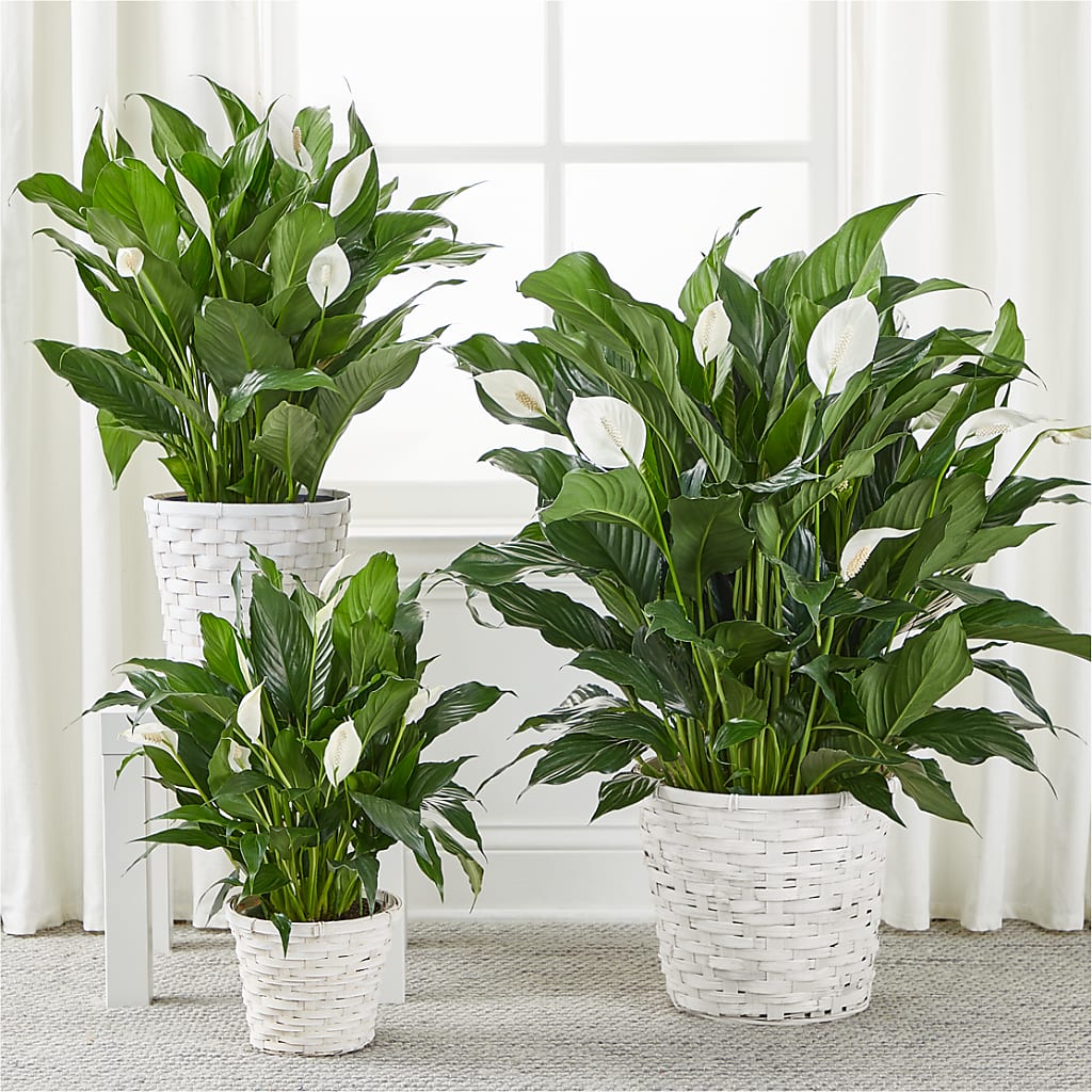A New Leaf Peace Lily – SHINKLES' FLOWER SHOP & GREENHOUSE, Temperance MI
