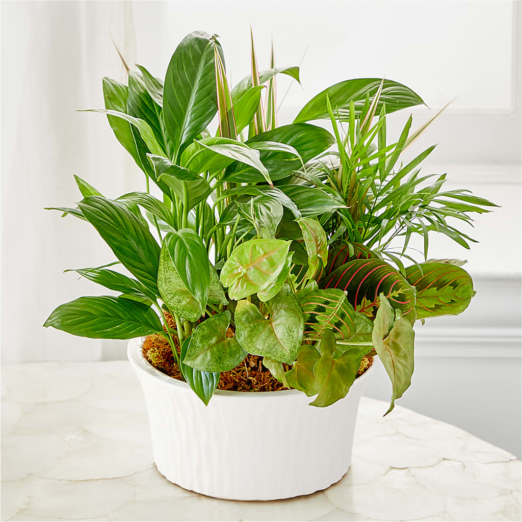 Balance & Harmony Dishgarden – SHINKLES' FLOWER SHOP & GREENHOUSE, Temperance MI