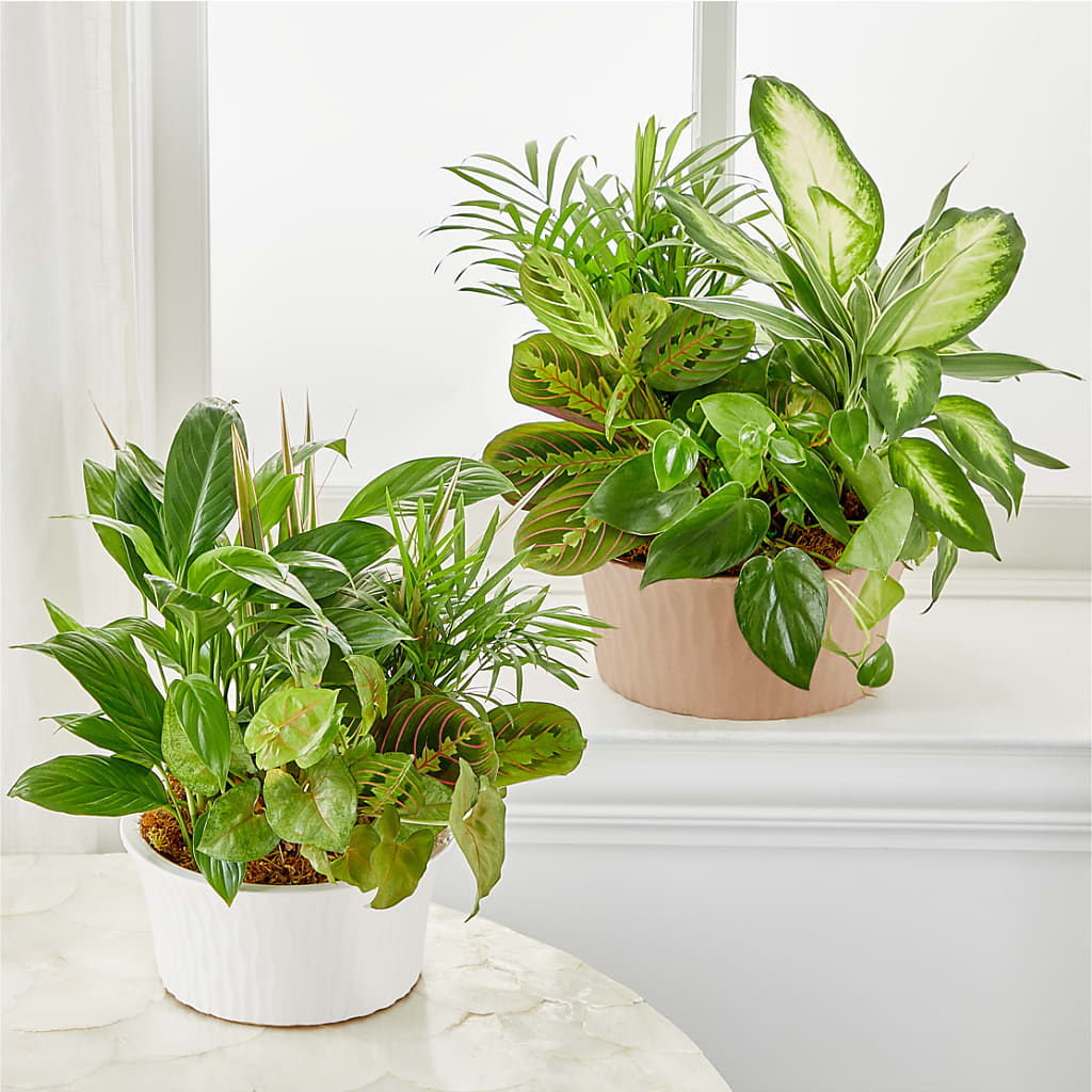Balance & Harmony Dishgarden – SHINKLES' FLOWER SHOP & GREENHOUSE, Temperance MI