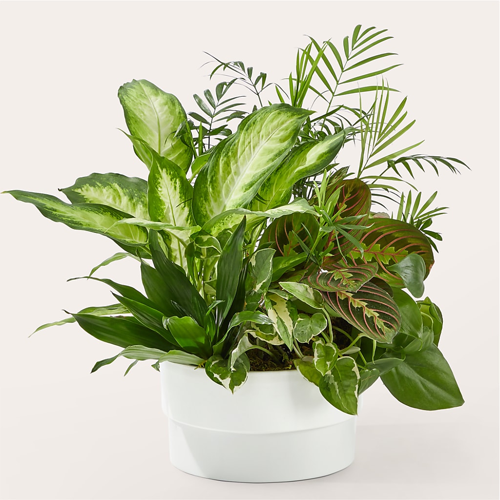 Radiating Positivity Dishgarden – SHINKLES' FLOWER SHOP & GREENHOUSE, Temperance MI