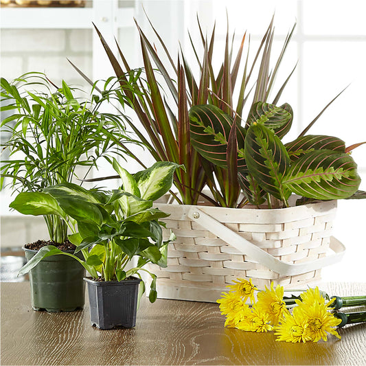 Florist Designed Blooming and Green Plants in a Basket – SHINKLES' FLOWER SHOP & GREENHOUSE, Temperance MI