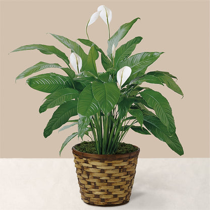 Tranquil Moments Peace Lily Plant – SHINKLES' FLOWER SHOP & GREENHOUSE, Temperance MI