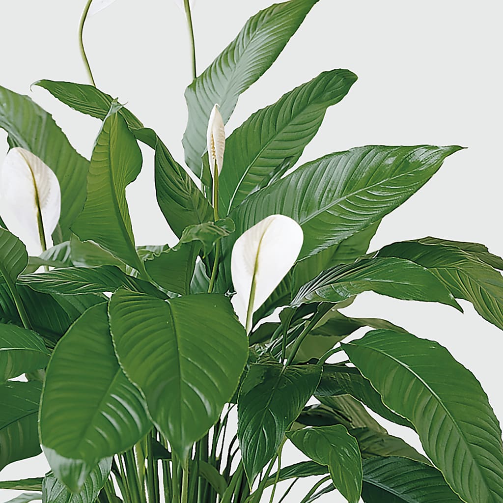 Tranquil Moments Peace Lily Plant – SHINKLES' FLOWER SHOP & GREENHOUSE, Temperance MI