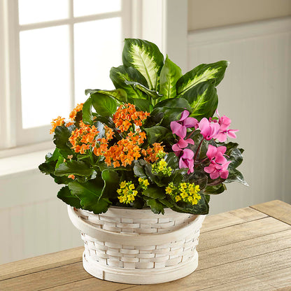 Color Crush Dishgarden – SHINKLES' FLOWER SHOP & GREENHOUSE, Temperance MI