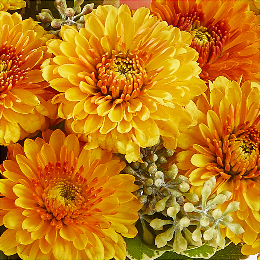 Peachy Pumpkin – SHINKLES' FLOWER SHOP & GREENHOUSE, Temperance MI