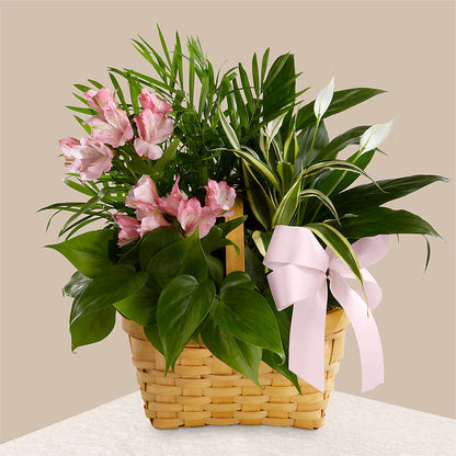 Living Spirit Dishgarden – SHINKLES' FLOWER SHOP & GREENHOUSE, Temperance MI