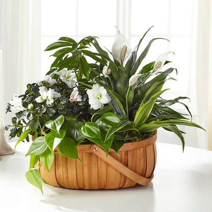 Serene Dishgarden – SHINKLES' FLOWER SHOP & GREENHOUSE, Temperance MI
