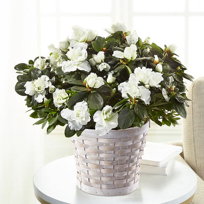 White Azalea Plant – SHINKLES' FLOWER SHOP & GREENHOUSE, Temperance MI