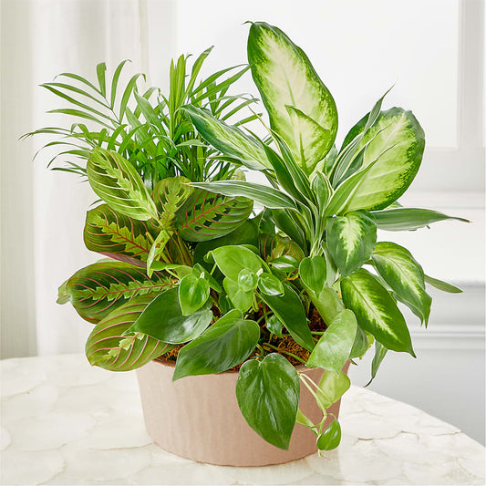 Balance & Harmony Dishgarden – SHINKLES' FLOWER SHOP & GREENHOUSE, Temperance MI