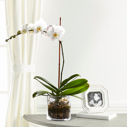 White Orchid Planter – SHINKLES' FLOWER SHOP & GREENHOUSE, Temperance MI